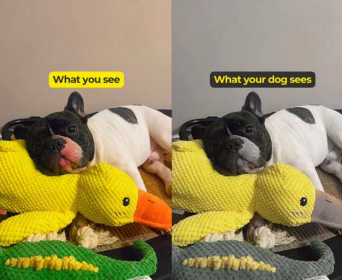BioVet Calming Duck Toy (FREE Today)